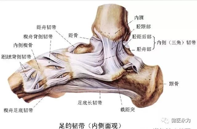 国家队康复师崴脚康复动作,国家队队医治疗崴脚