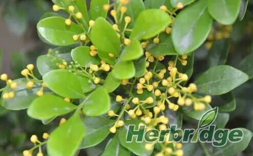 植物类天然香料,最香的食用天然植物香料