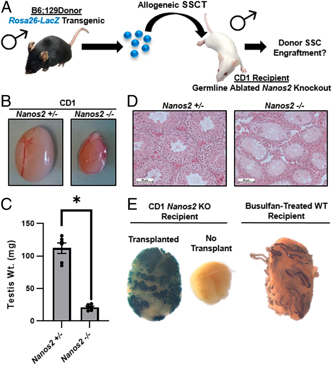 德国避孕煮蛋器,德国发明男士避孕器