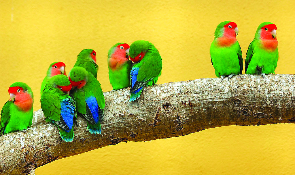 鹦鹉寄生虫有哪些,鹦鹉的寄生虫有什么症状