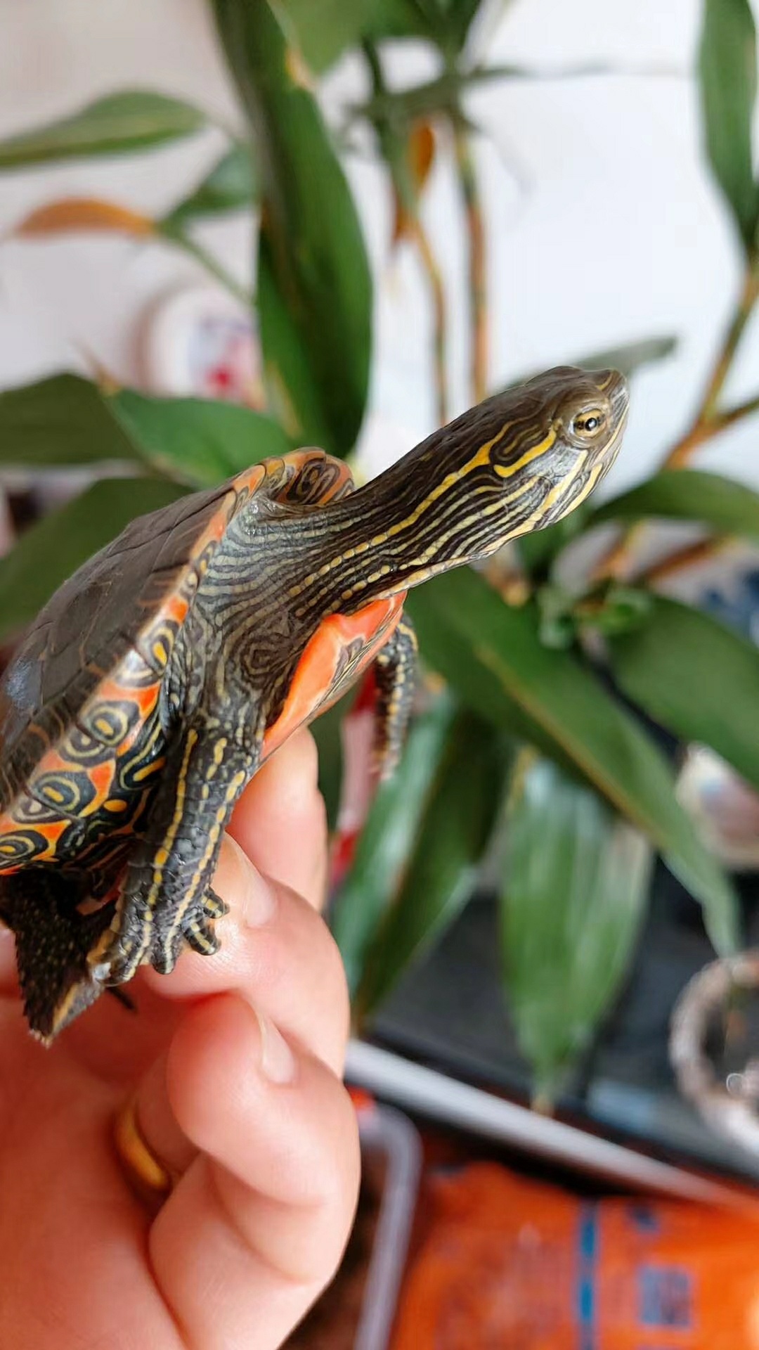 龟龟生病了怎么治,龟生病期间要消毒吗