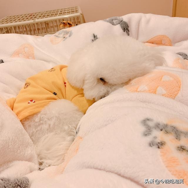 狗狗严重缺钙怎么补充最快,狗狗缺钙怎么补钙效果最好