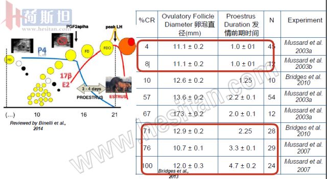 繁育母牛一年的利润,母牛如何做到一年一个犊