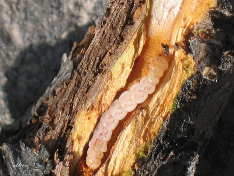 自然界中的昆虫,自然界奇形怪状的昆虫