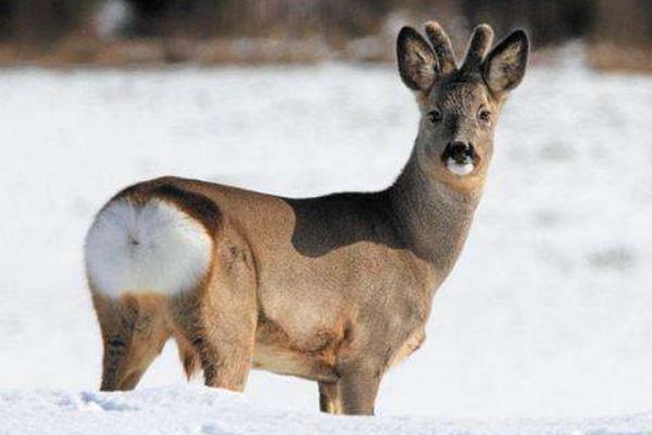 狍子养殖市场前景,狍子人工养殖前景如何