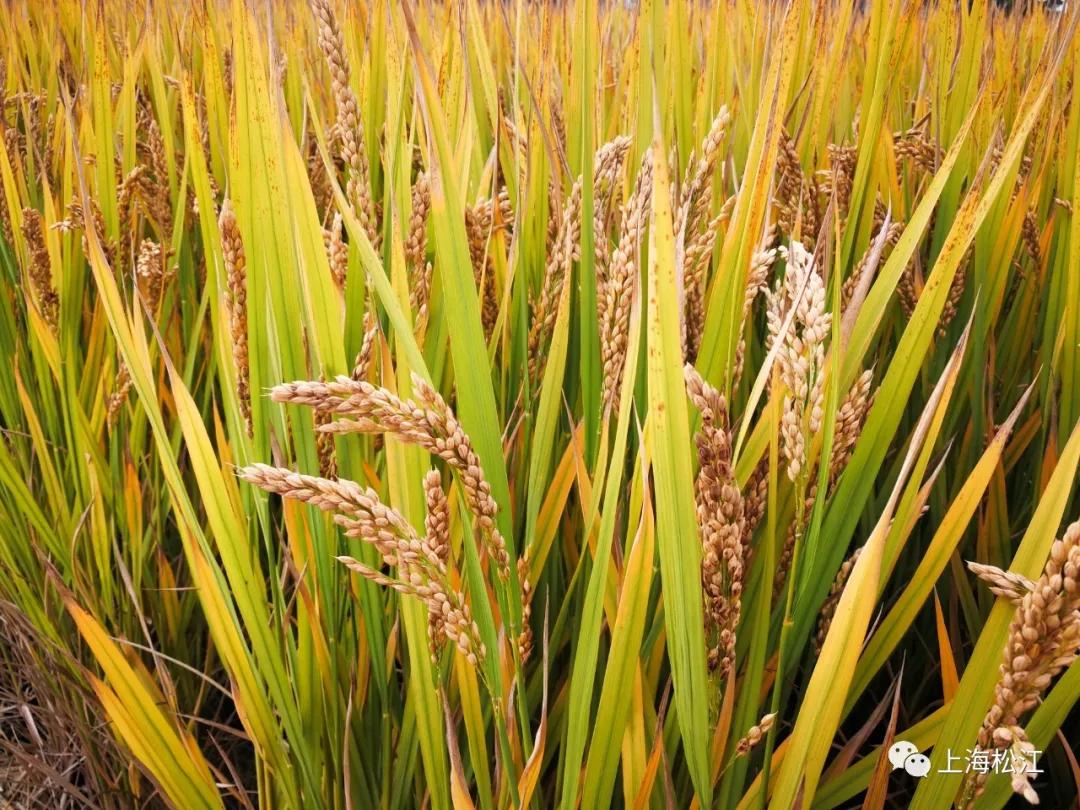 松江国际生态商务区地标,松江国际生态公园