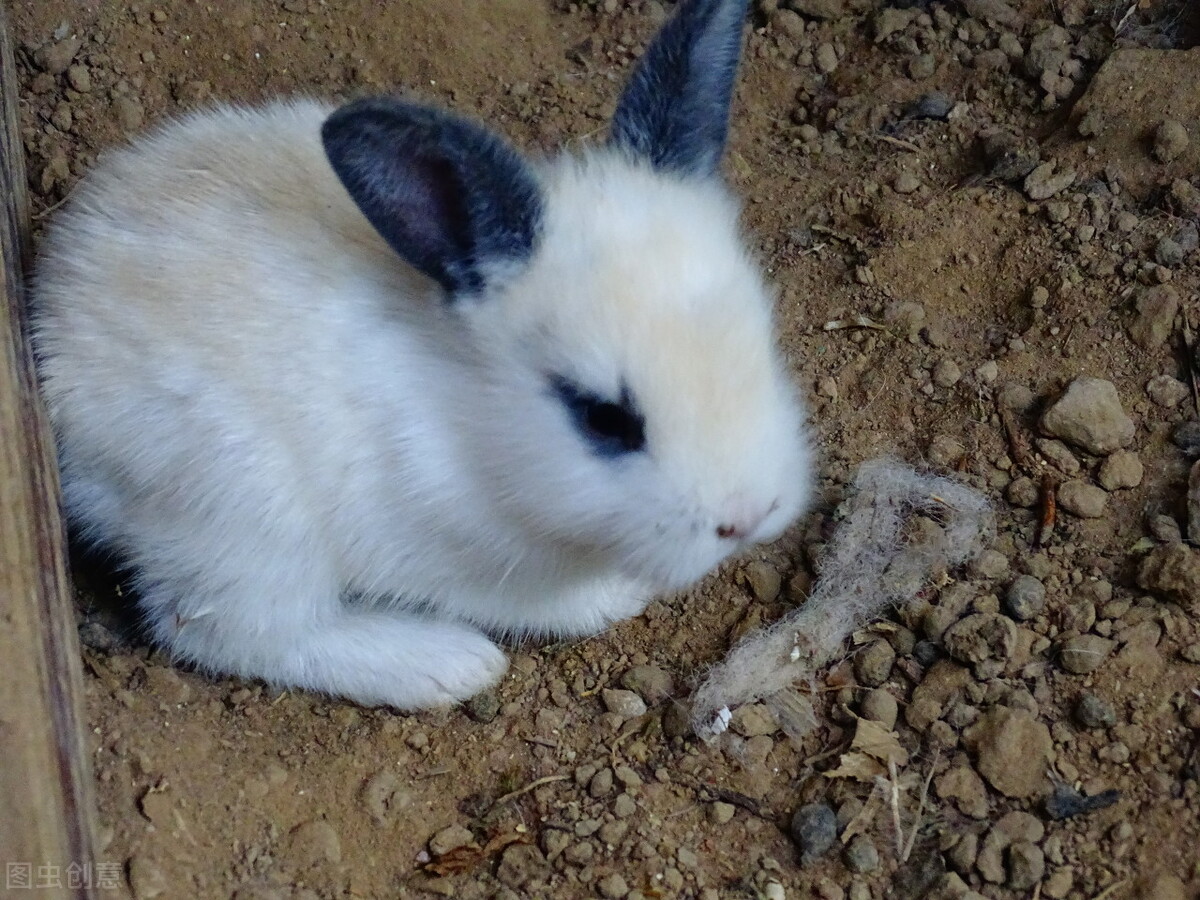 兔子脚受伤了涂什么药,兔子脚受伤还拉出血怎么回事