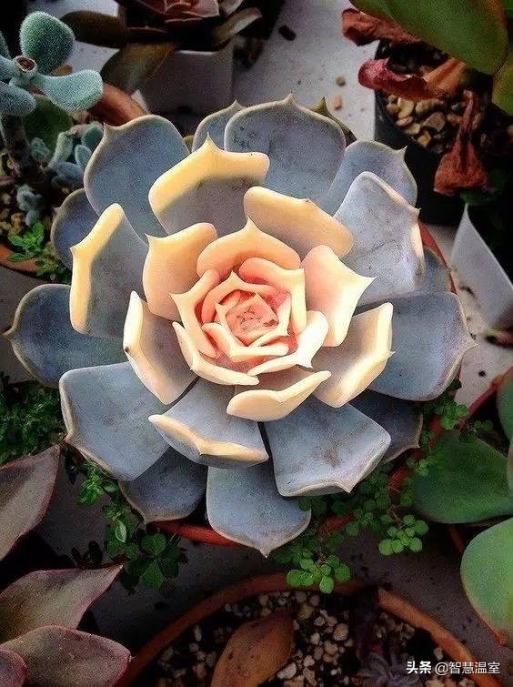 多肉植物的养花心得,多肉植物怎样养新手入门篇