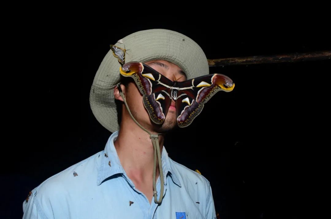 头顶“双蛇头”!巨型飞蛾在云南现身,展翅后比知名博主的脸还大