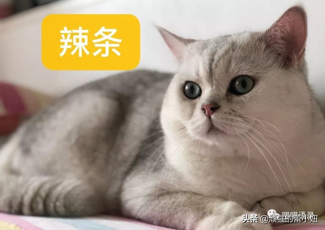 女生喜欢猫该怎么聊天,猫交往的正确姿势