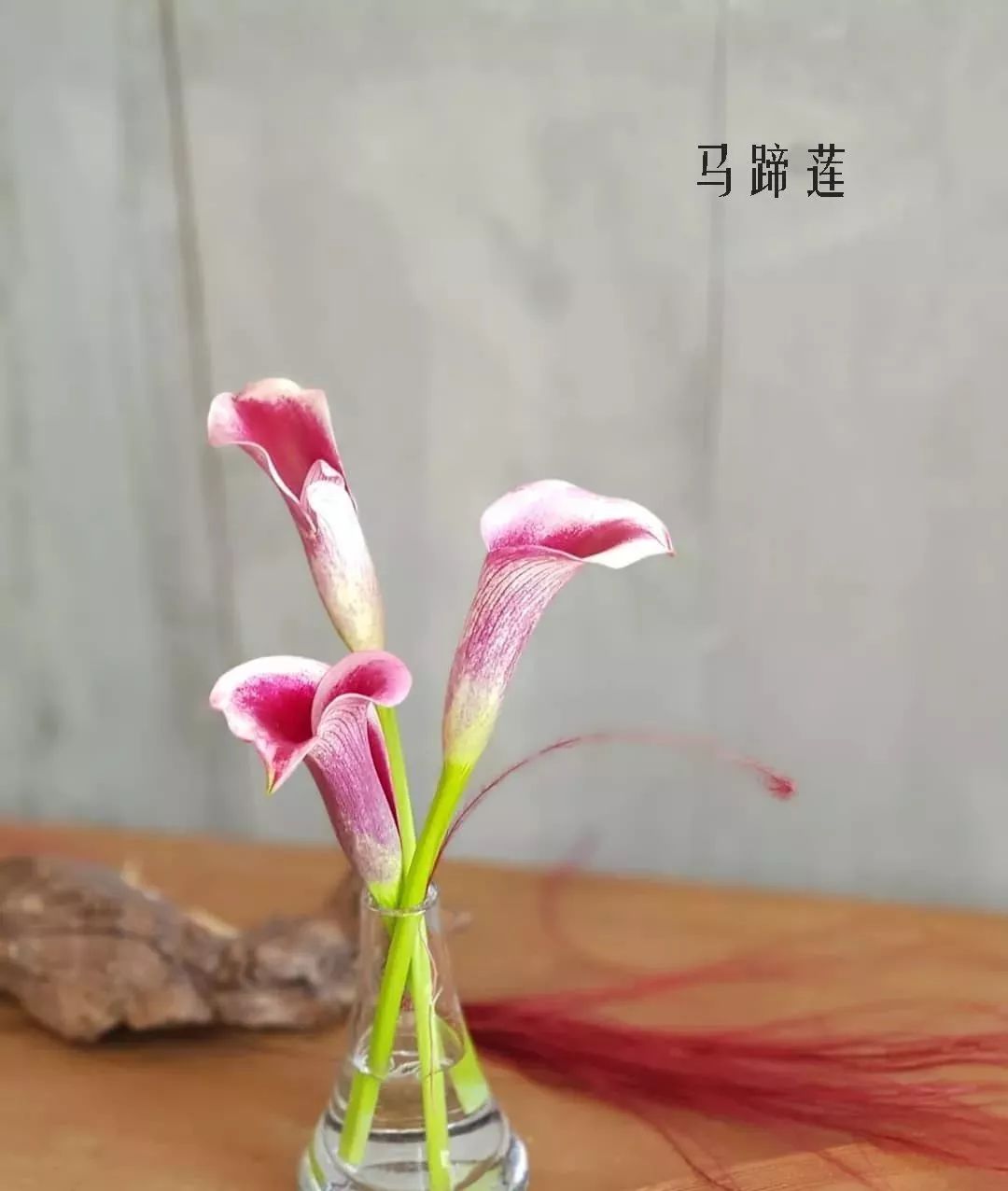 花店里同款的两种不同价格的花材,花店最容易被顾客误解的几种花材