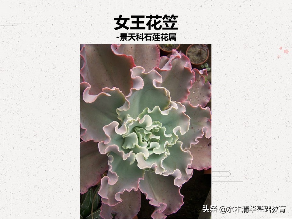 梦幻女王多肉植物百科图谱,原产地多肉植物图谱pdf