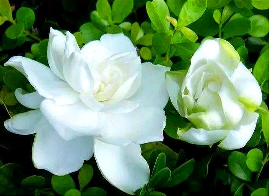 栀子花叶片发黄图片及原因,栀子花叶片发黄的解决方法