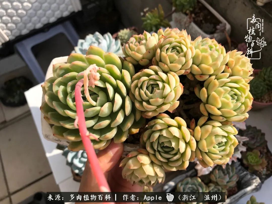 多肉成长记观察记录怎么写,多肉成长记录观察展板