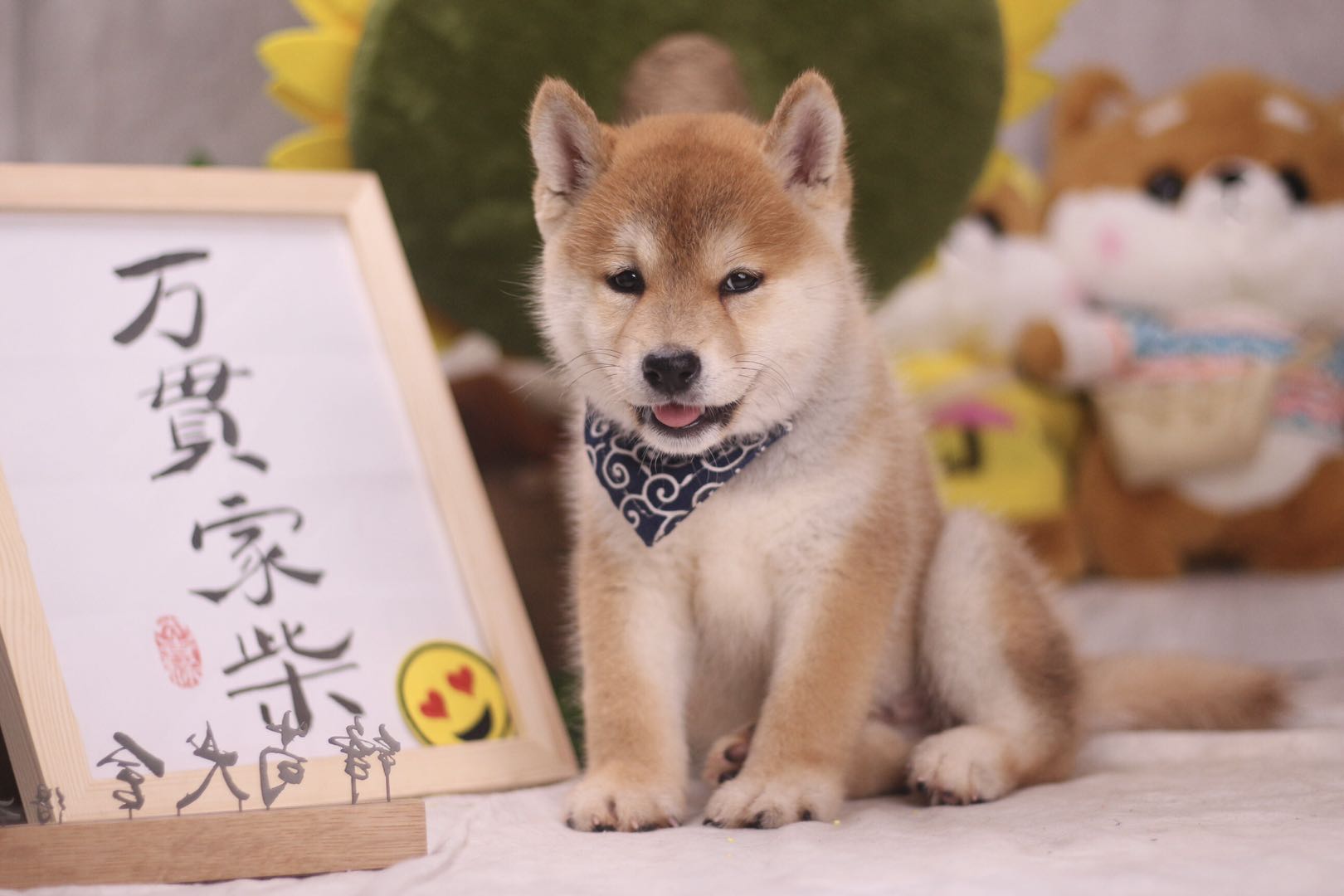 柴犬好不好养？饲养柴犬的正确方法，看这一篇就够了