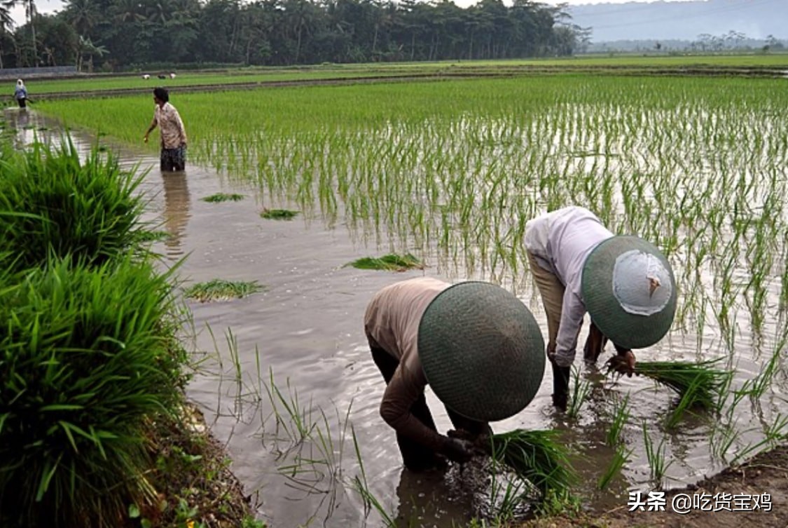 电饭锅为什么不好用,为啥现在的电饭锅这么不耐用