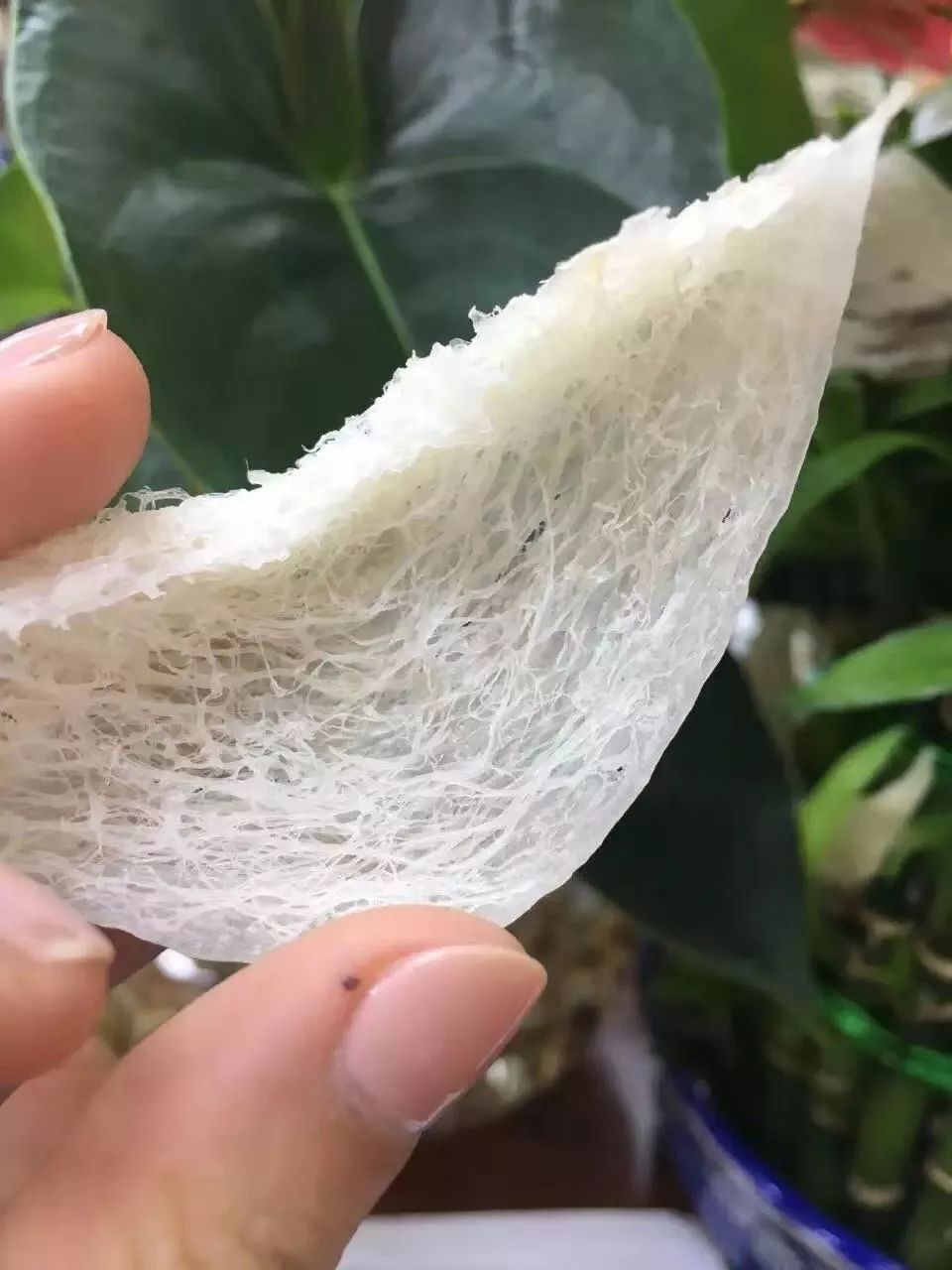 什么地方可以鉴定燕窝真假,陈老二燕窝滋阴丸真假辨别