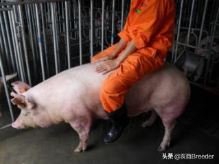 母猪发情鉴定及最佳配种时间判断,养母猪必会发情鉴定和适时配种