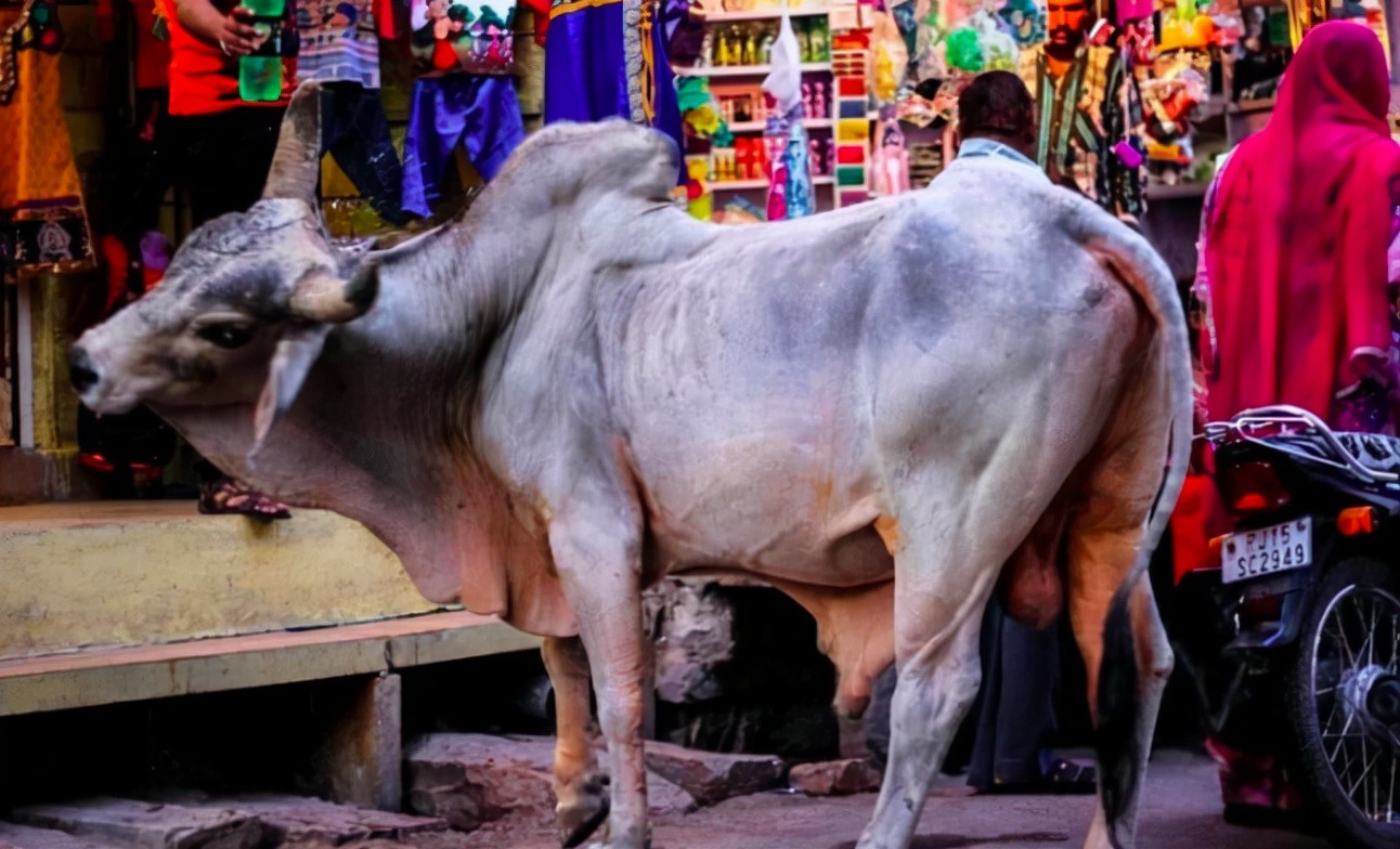 印度牛尿饮料，最贵80元一瓶卖到脱销，曾经想要出口给中国