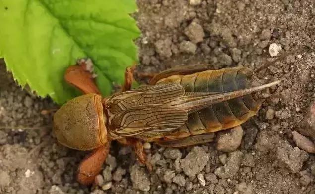 绿叶蔬菜防治地下害虫的方法,蔬菜害虫种类及防治ppt