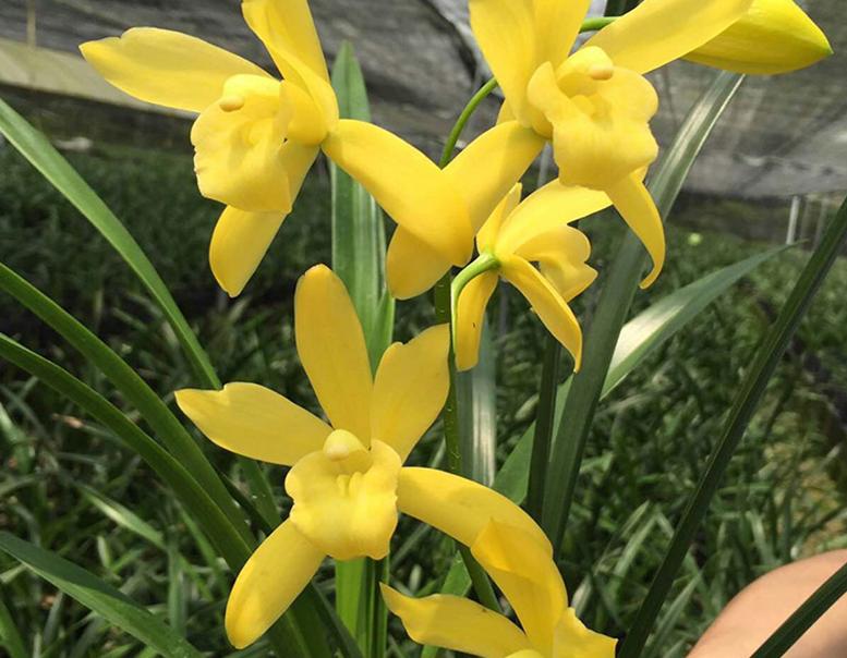 2024年普通天价兰花多少钱一苗,天价兰香多少钱