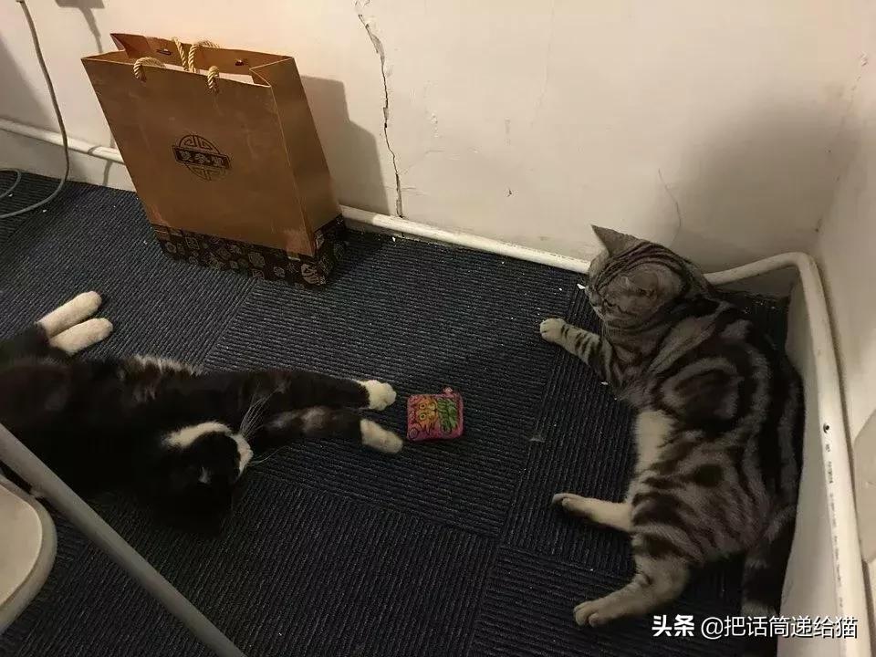猫故事全集,猫故事小说