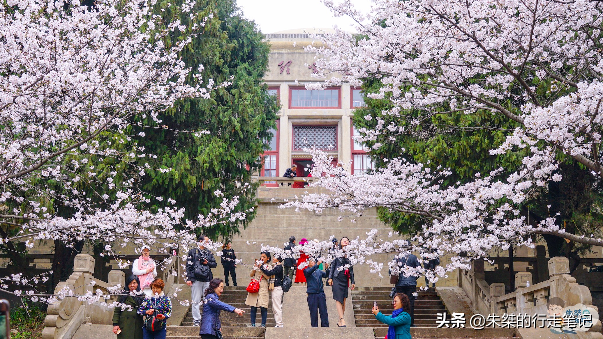 各个品种的樱花竞相开放,各个品种的樱花竞相开放争奇斗艳