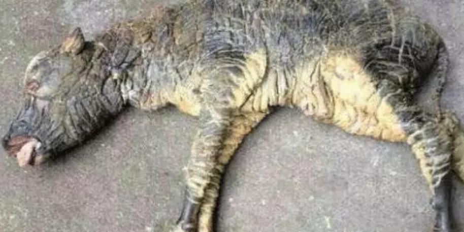 牛生麒麟猪生大象是什么征兆,牛生麒麟猪生象是什么意思啊