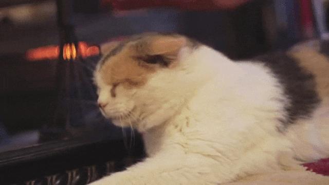 从3方面入手，有效提高老年猫的生活质量