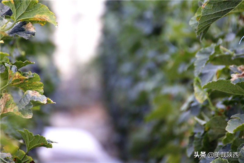 水果之乡陕西大荔,不讲理的大荔县典故