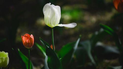 金牛座最受不了冷战的星座,十二星座最佳恋爱总结金牛