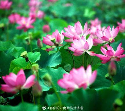 广州有荷花的地方,广州周边的荷花景点推荐