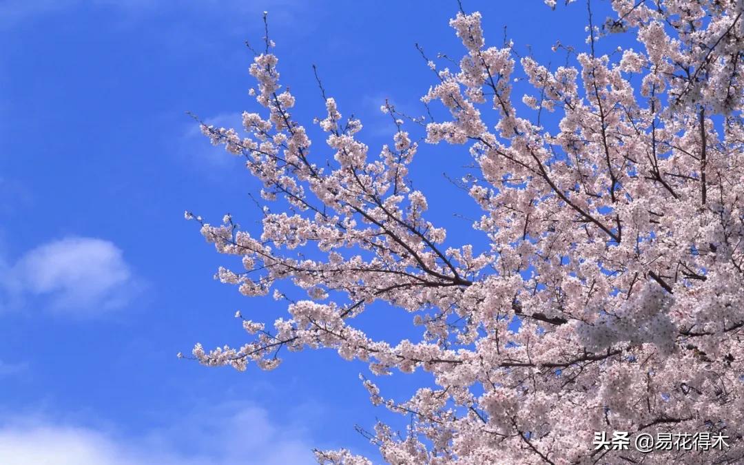 海棠春睡，樱花如雪，两种花卉如何辨识区别？