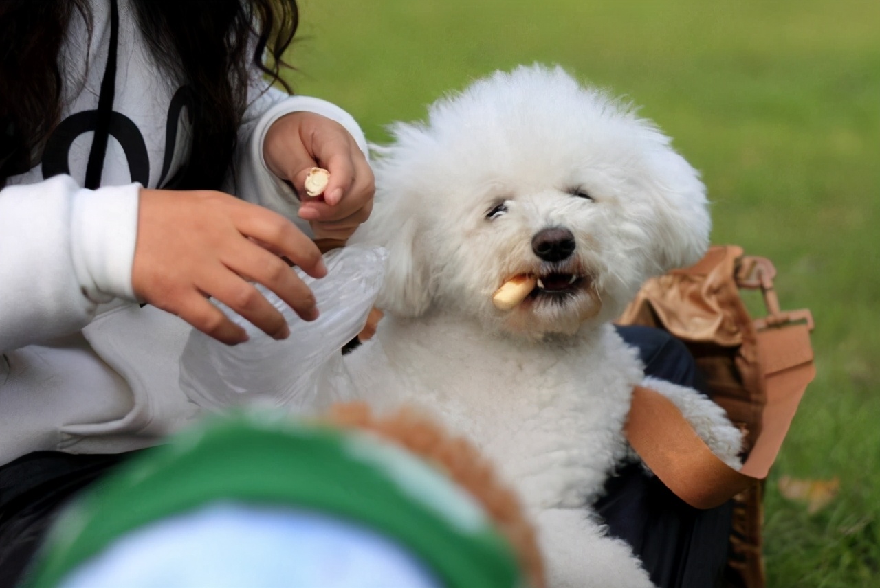 小型泰迪犬突然轻轻发抖,泰迪狗嗷呜叫的声音