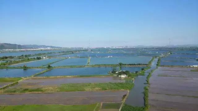开鱼塘垂钓如何盈利,大爷创业致富项目