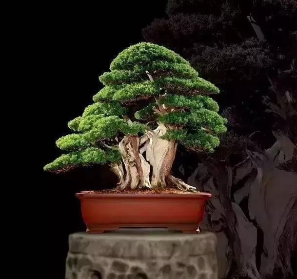 天价名贵药材,最贵的植物排行榜前十名