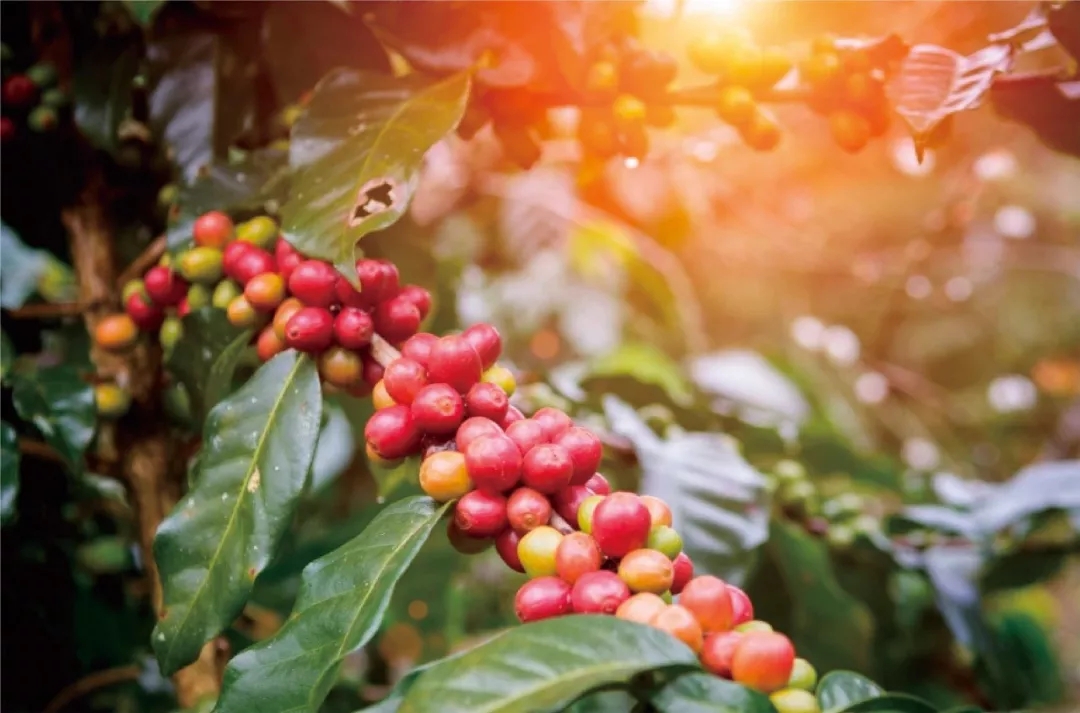 来版纳感受一下不一样的风情,来版纳旅游