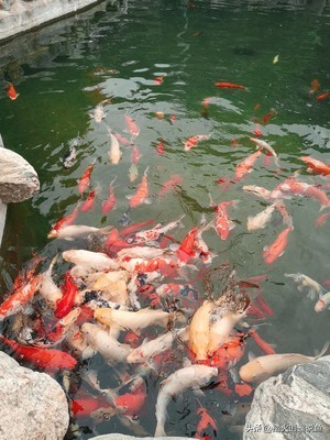 细菌屋养鱼有什么好处,养鱼细菌屋有什么用