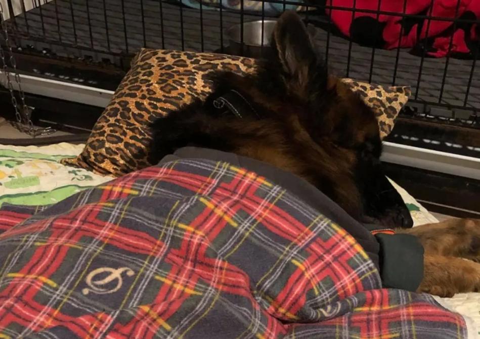 德牧照顾受伤的主人,德牧残疾