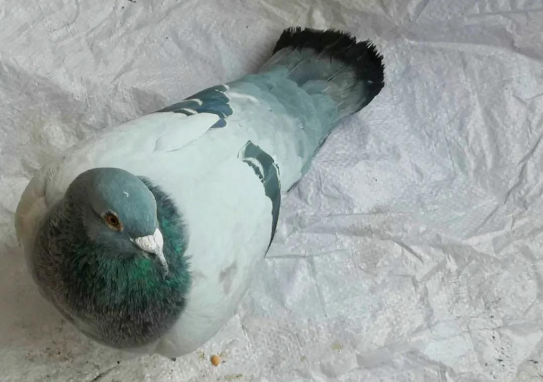 鸽子是怎么杀的,鸽子怎么杀的