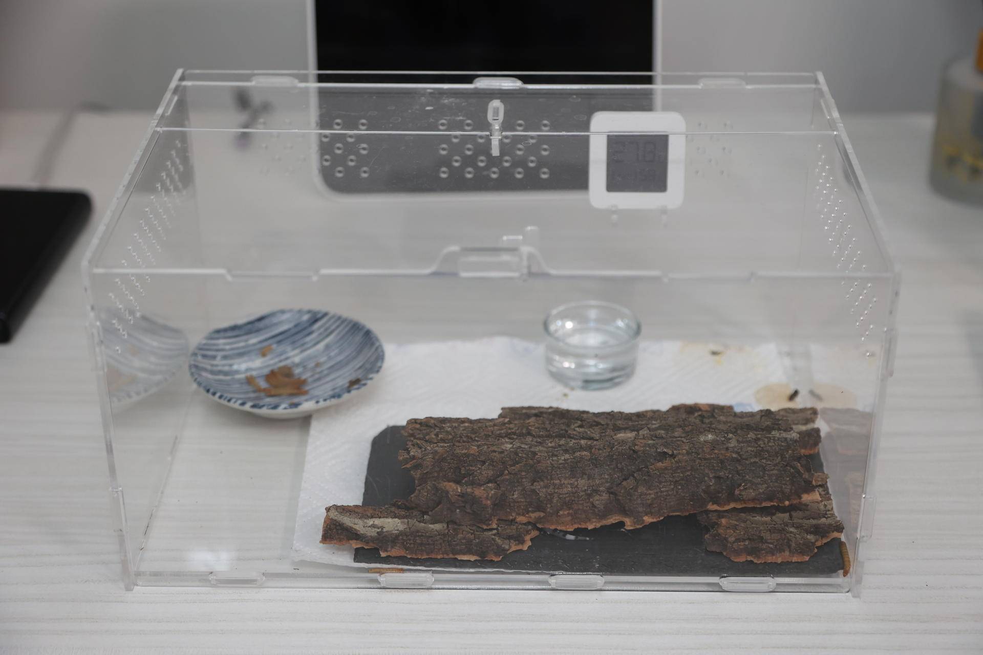 怎么养爬宠守宫,爬宠守宫怎么养