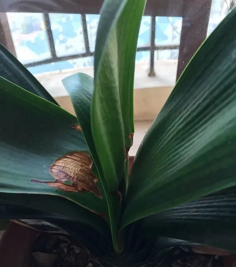 绿萝叶子被太阳晒伤了如何挽救,橡皮树夏天晒太阳叶子晒伤怎么办