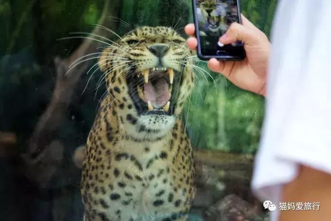 2天游玩广州长隆野生动物园攻略,广州长隆野生动物园步行游玩攻略