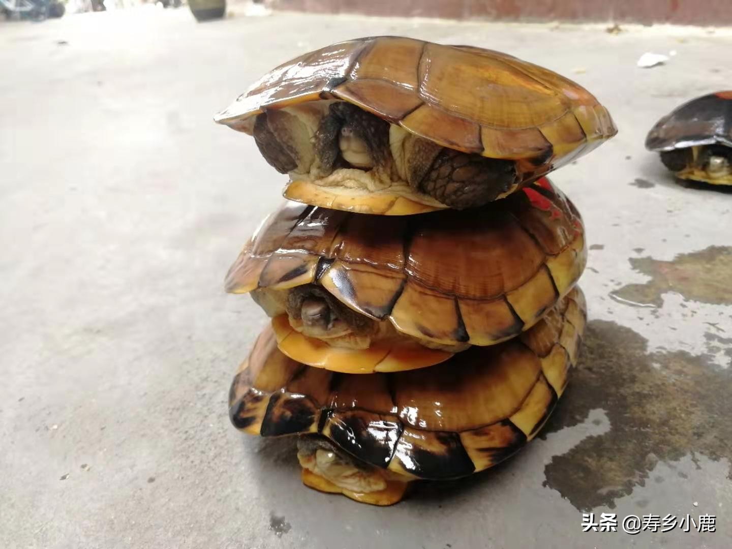 石金钱龟的冬眠时间是多长,石金钱龟冬眠需要干养还是水养