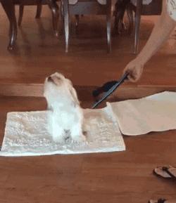 狗子老是咬自己的衣服怎么办,狗子喜欢把主人拖鞋叼走