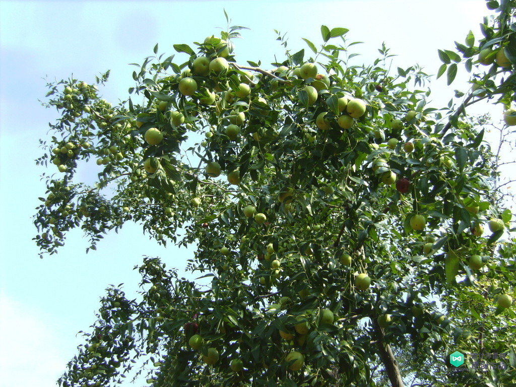 院子适合种的花和设计,庭院设计植物大全