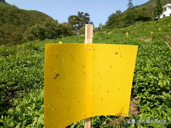 月季病害通用药,月季病害的必备药物