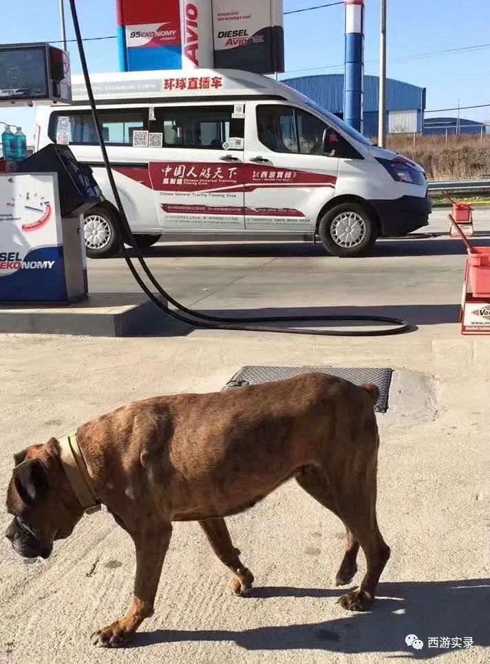 刚进希腊就被宰，还被狗看着，困雅典一星期