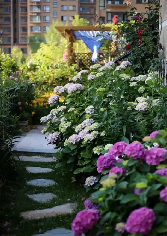 抓住5个关键点，确保阳台盆栽顺利过冬，来年盛开更旺更兴盛