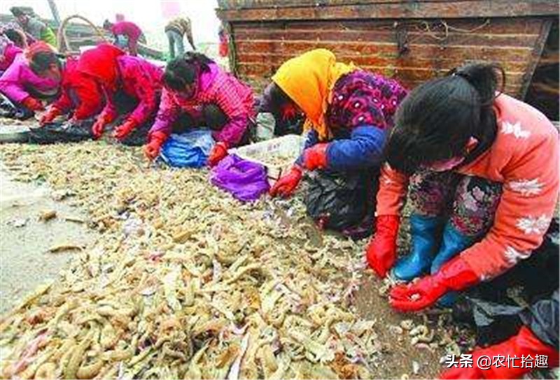 曾是一代网红,市场一斤80元,供不应求,农民却不敢养